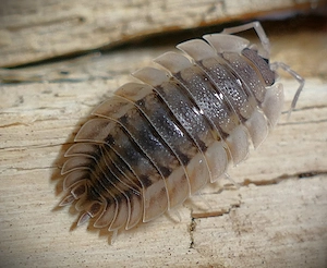 12x Porcellio spatulatus "Coros"   Isopod