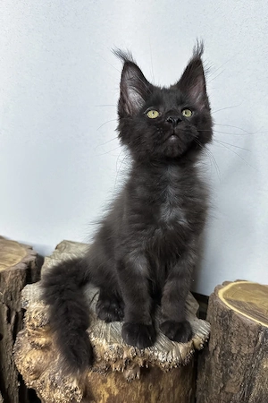Maine-Coon-Kater, 3 Monate geimpft & entwurmt, freundlich und verspielt