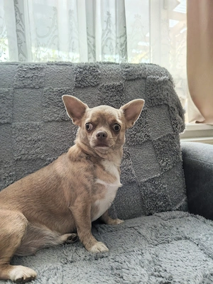 Chihuahua Hündin.