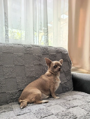 Chihuahua Hündin.