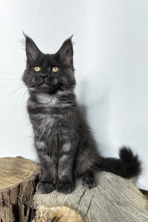 Maine Coon Junge, 3 Monate geimpft und entwurmt, liebevoll aufgezogen