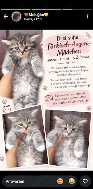 Türkische Angora Kitten