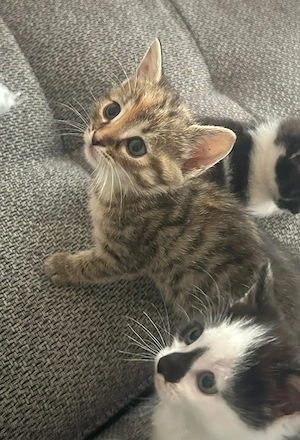 Kitten, Baby Katze, Babykatze