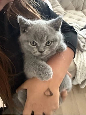 BKH kitten. Blue & Lilac, voll süß