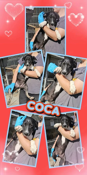 wunderschönes, liebes Welpenmädchen "Coca" sucht ein liebevolles Zuhause
