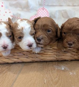 Cavapoo-Welpen   4 Welpen noch verfügbar 