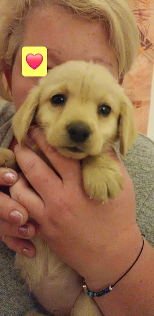 Golden Retriever Welpen Mix 