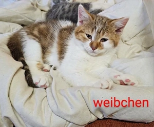 Babykatzen