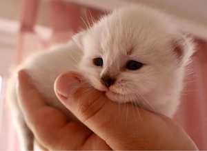 BKH Kitten 5 Wochen alt