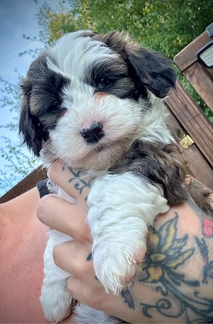 Shih Poo F1b Generation