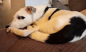 Eddy sucht ein neues Zuhause