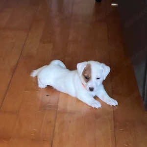 Jack Russell Terrier suchen neun Haus 18 Oktober sind abholbereit 