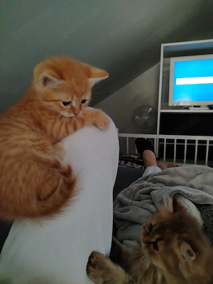Unsere Bezaubernde BLH BKH Kitten sind da