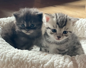 BKH kitten katzen Babykatzen
