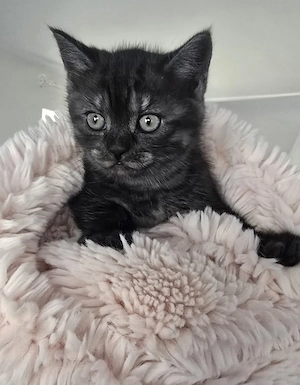 BKH Mix Katze in schwarz grau getiegert