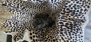 BKH Mix Katze in schwarz grau getiegert