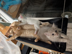 süße Kitten abzugeben 12.07.2026 geboren 
