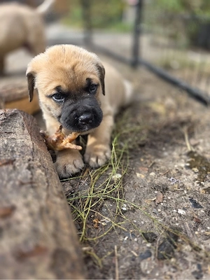 Old English Bulldog x American Bulldog Welpen