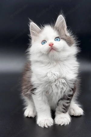 Maine-Coon-Katze, 3 Monate   geimpft, entwurmt & kinderlieb