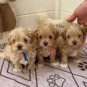    Maltipoo-Welpen suchen ein neues Zuhause   