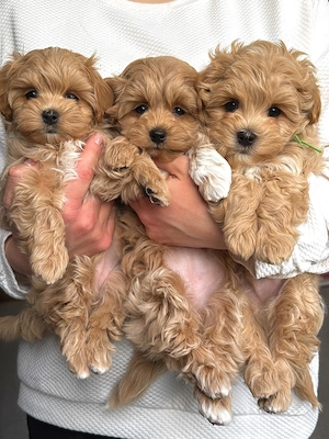  Liebevolle Maltipoo-Welpen suchen ihre zukünftigen Familien 