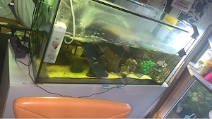aquarium wasserschildkröten