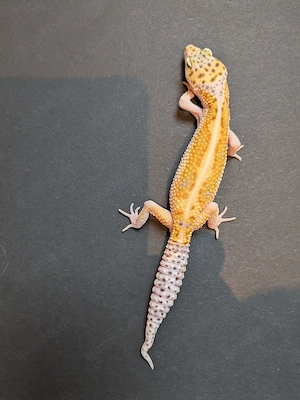 White and Yellow fire Leopardgecko 