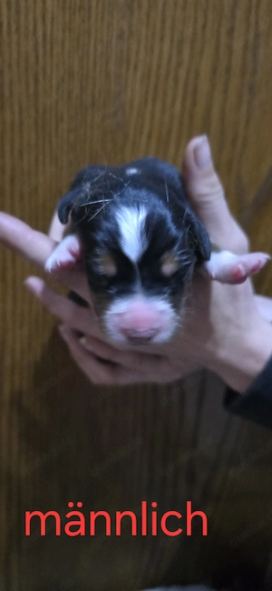 Berner senner mix welpen 