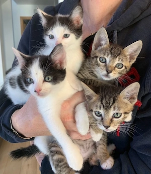 Kittens available for adoption 