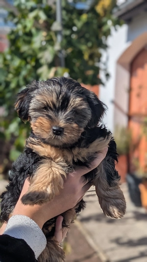  1bezaubernde  Yorkshire Terrier Hündin sucht ihr Zuhause