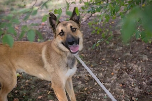 *KALLE* ist ein Schäferhund Mischling. Er sucht jemanden der mit ihm lernt und übt. 