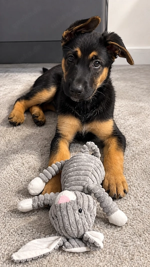 Deutscher Schäferhund   Malinois Welpe 
