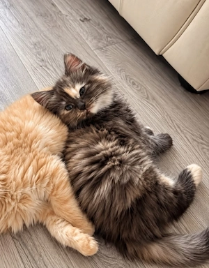 Halb-Maine-Coon