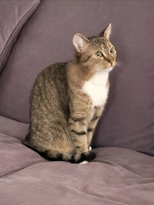 Getigerte Katzendame - Katze 2 Jahre alt 