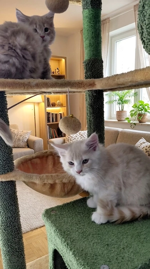 Meine Coons Baby's suchen ....