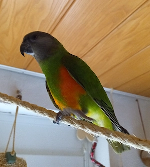 Senegalpapagei Mohrenkopfpapagei Henne Poicephalus senegalus 0.1 Langflügelpapagei Papagei Afrika