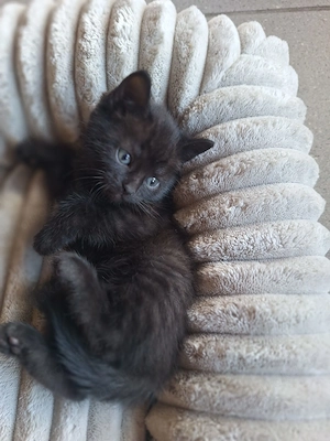 Katzenbabys Kater - GLÜCK Kätzchen 