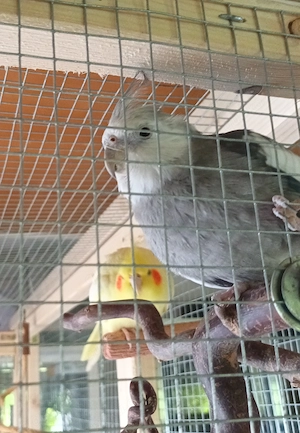 Nymphensittich Pärchen Paar Nymphensittiche Großsittich Sittich Papagei Vogel