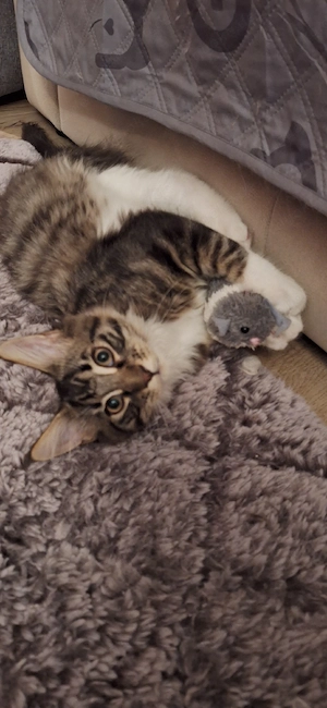 Maine coon Jungs