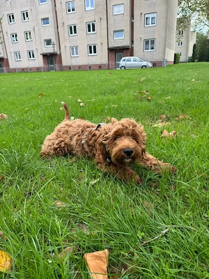 Wunderschöne Goldendoodle-Hündin sucht ein liebevolles Zuhause   