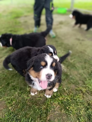 Süße reinrassige Berner Sennenwelpen suchen ein neues Zuhause