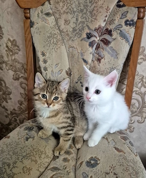 BKH kitten suchen ein neues zu Hause 