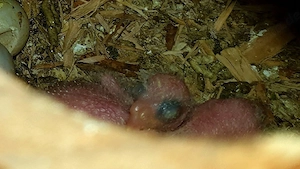 Zuchtpaar Ziegensittiche mit Kücken 