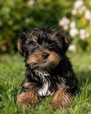yorkshire Terrier Welpen