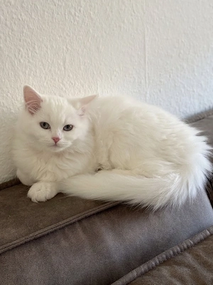 perser kitten 