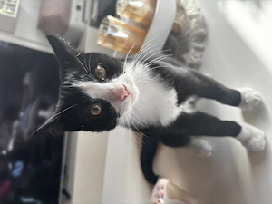 Kater abzugeben in gute Hände 