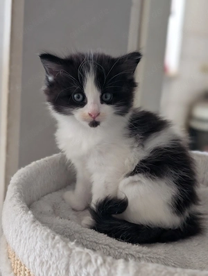 1 Ragcoon (Ragdoll-Maine Coon Mix)