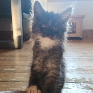 Maine Coon Babys- Abgabebereit 