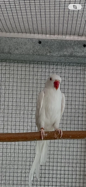 Halsbandsittiche