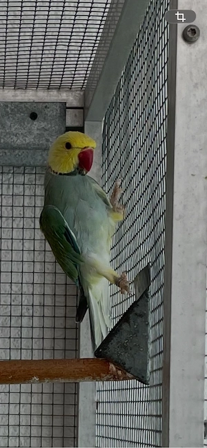 Halsbandsittiche